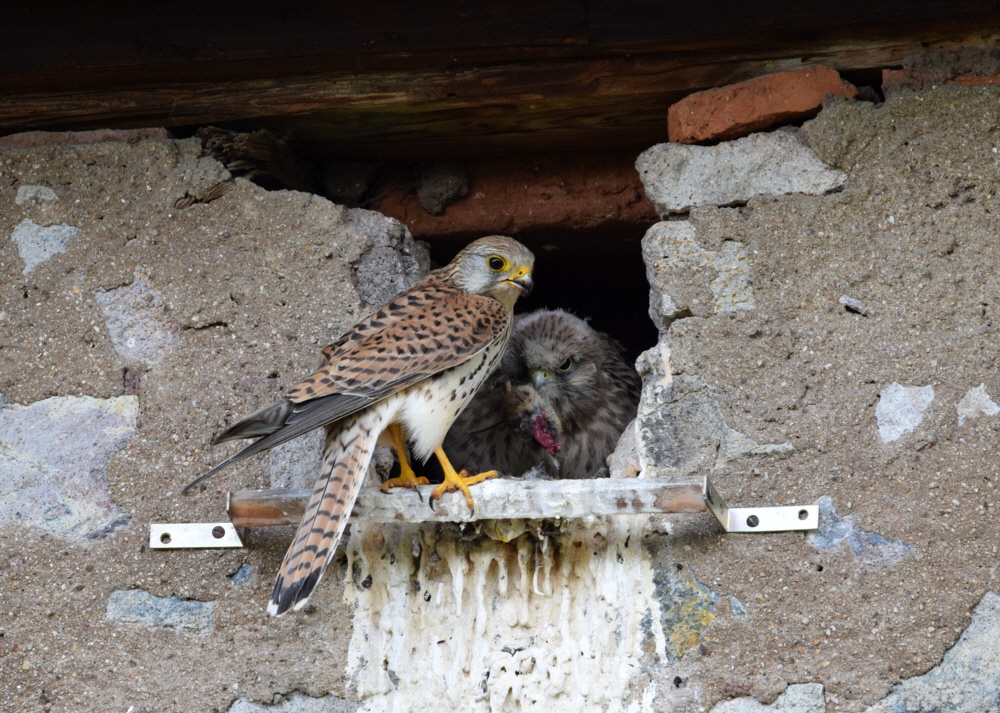 001-10.05-20190529(20)-N5- D,Zipfen- Turmfalke am Nest,70x51