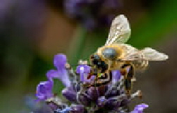 Im Garten