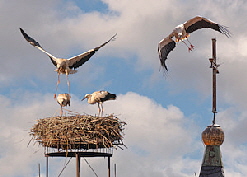 JJ_2025_Storch
