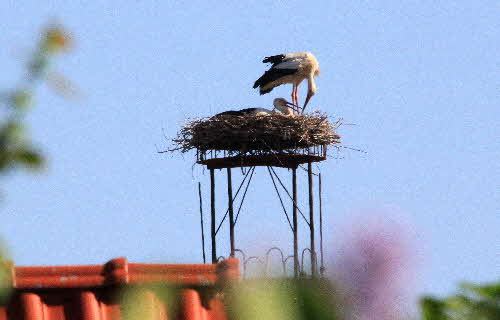 Storch habitzheim